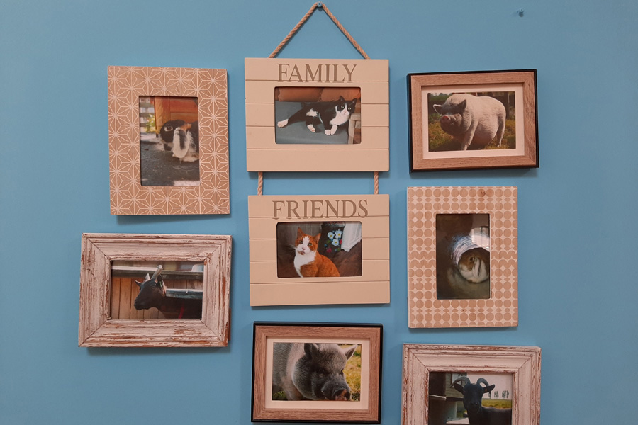 Een muur met foto's van dieren en een gezinsfoto in het midden.